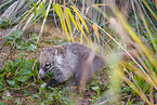 white-nosed coati