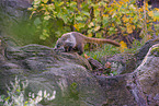 white-nosed coati