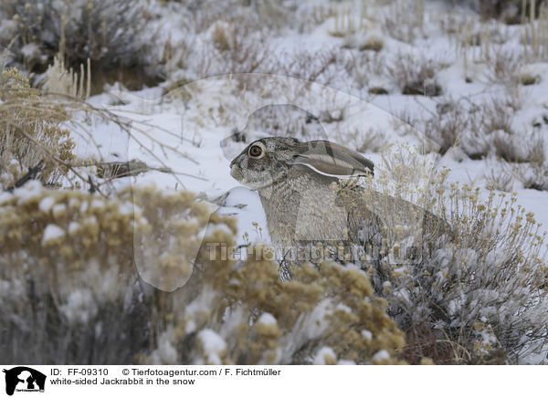 Weiflankenhase im Schnee / white-sided Jackrabbit in the snow / FF-09310