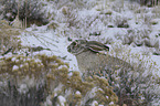 white-sided Jackrabbit in the snow