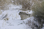 white-sided Jackrabbit in the snow
