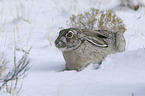 white-sided Jackrabbit in the snow