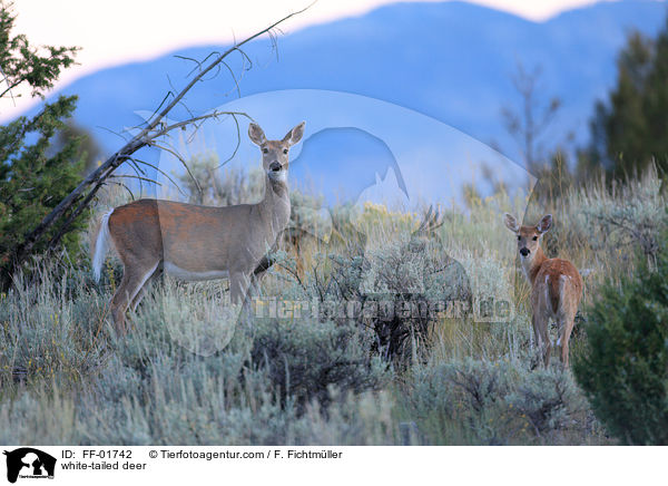 white-tailed deer / FF-01742