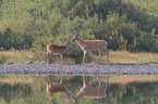 white-tailed deer