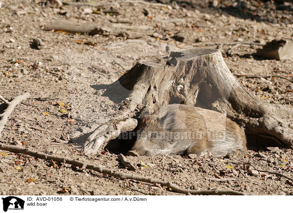 Wildschwein / wild boar / AVD-01056