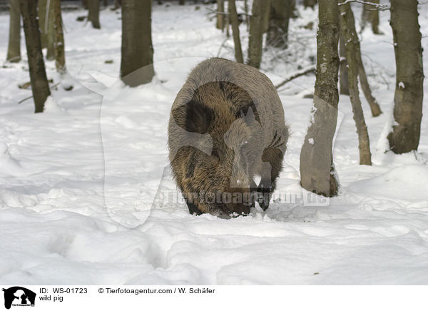 wild pig / WS-01723