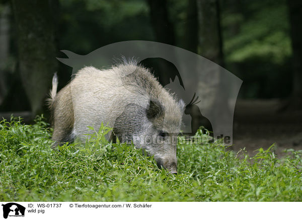 wild pig / WS-01737