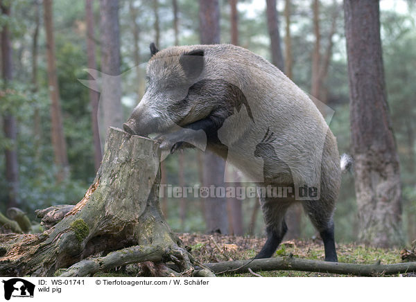 Wildschwein / wild pig / WS-01741