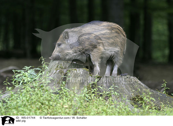 Wildschwein Frischling / wild pig / WS-01744