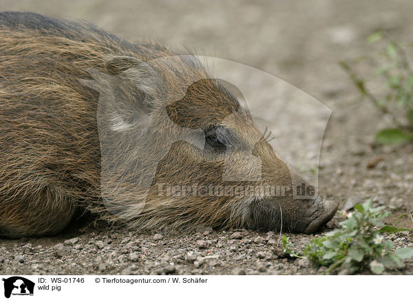wild pig / WS-01746