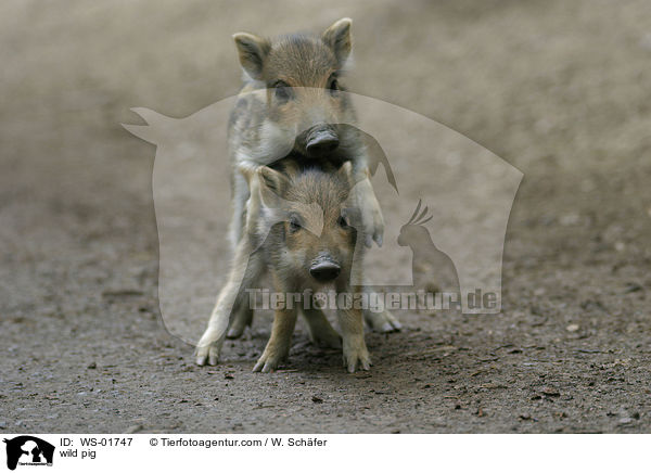 wild pig / WS-01747