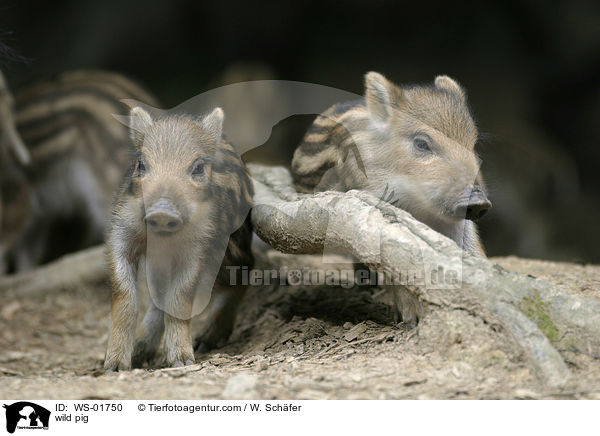wild pig / WS-01750