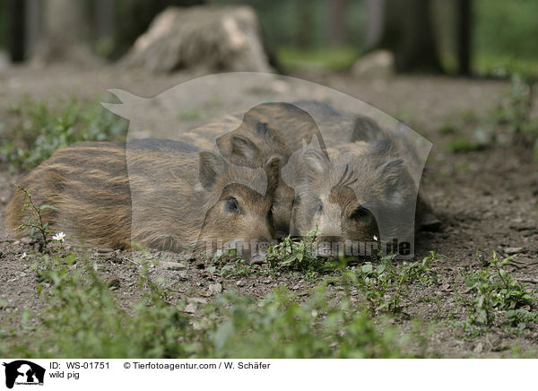 wild pig / WS-01751