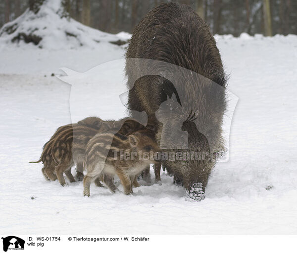 wild pig / WS-01754