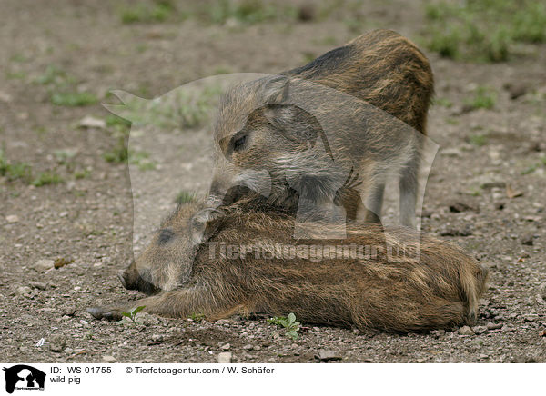 wild pig / WS-01755