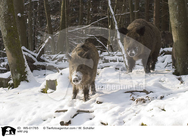 wild pig / WS-01765