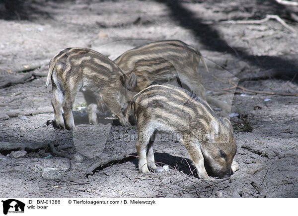 Wildschwein / wild boar / BM-01386