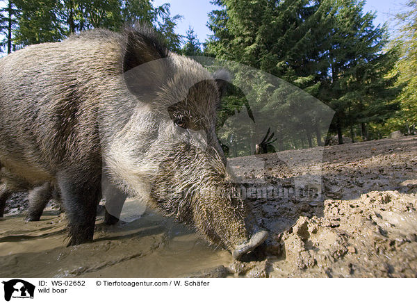 Wildschwein / wild boar / WS-02652