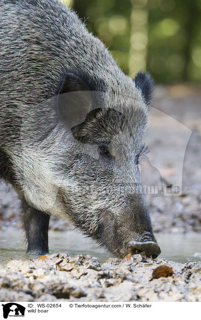 wild boar / WS-02654