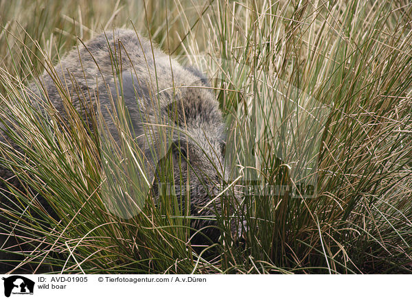 Wildschwein / wild boar / AVD-01905