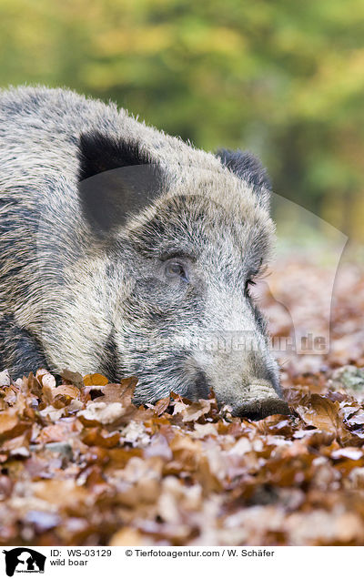 wild boar / WS-03129