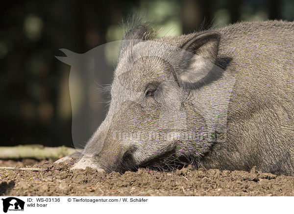 wild boar / WS-03136