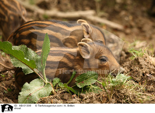 Frischling / shoat / AB-01306