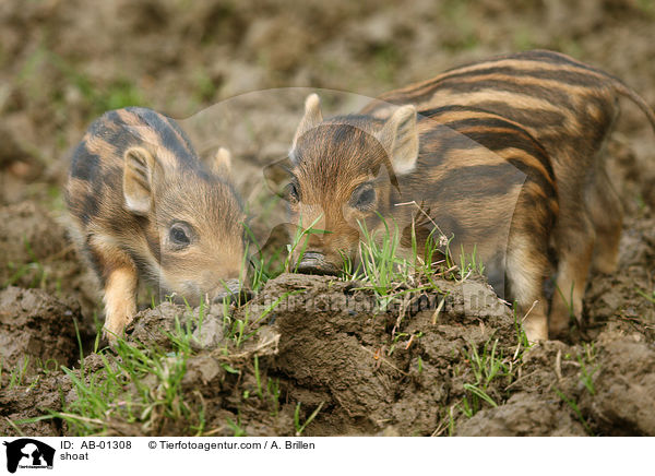 Frischling / shoat / AB-01308