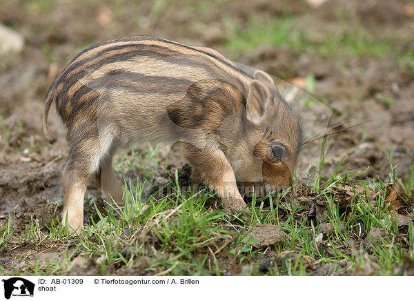 Frischling / shoat / AB-01309