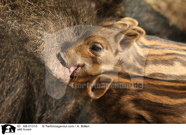 wild boars / AB-01310