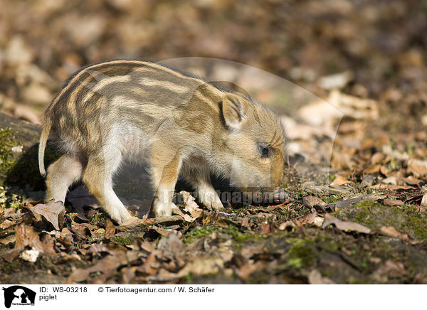 Frischling / piglet / WS-03218
