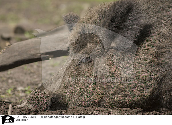 wild boar / THA-02597