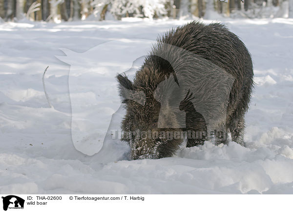 Wildschwein / wild boar / THA-02600