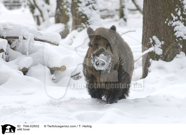 wild boar / THA-02602