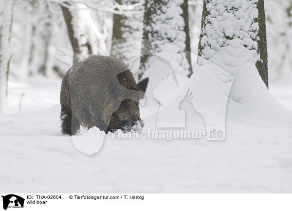 wild boar / THA-02604