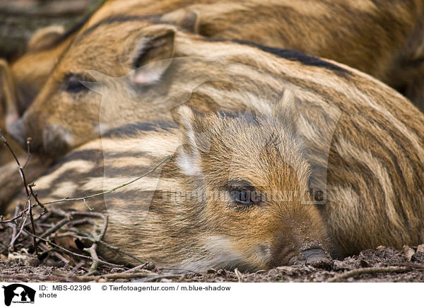 Frischlinge / shote / MBS-02396