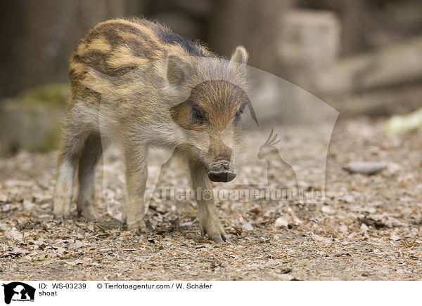 Frischling / shoat / WS-03239