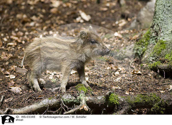 Frischling / shoat / WS-03346
