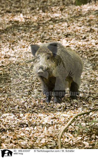 Wildschwein / wild hog / WS-03347
