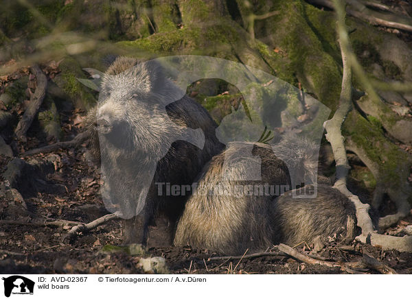 Wildschweine / wild boars / AVD-02367