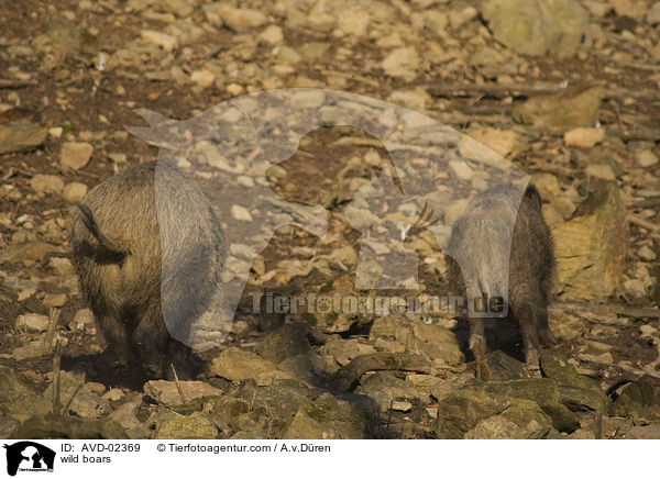 Wildschweine / wild boars / AVD-02369