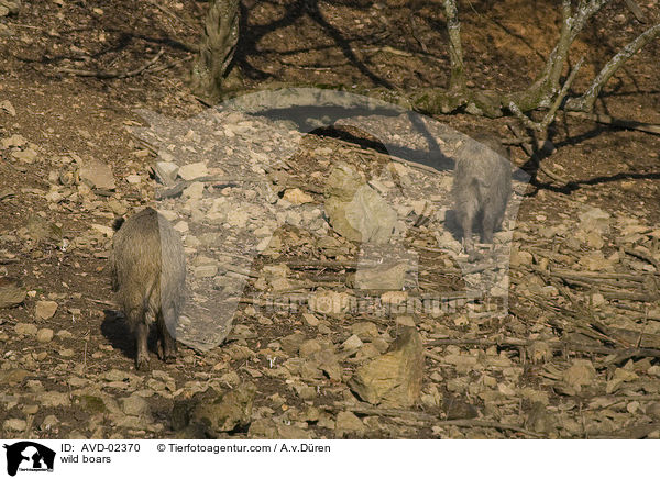 Wildschweine / wild boars / AVD-02370