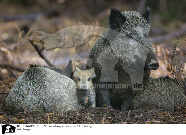 Wildschweine / wild hogs / THA-03030