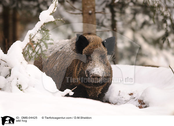 Wildschwein / wild hog / DMS-04425