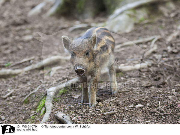 junges Wildschwein / young wild hog / WS-04079