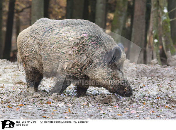 Wildschwein / wild boar / WS-04256