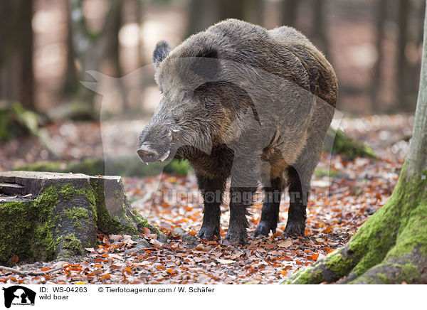 Wildschwein / wild boar / WS-04263