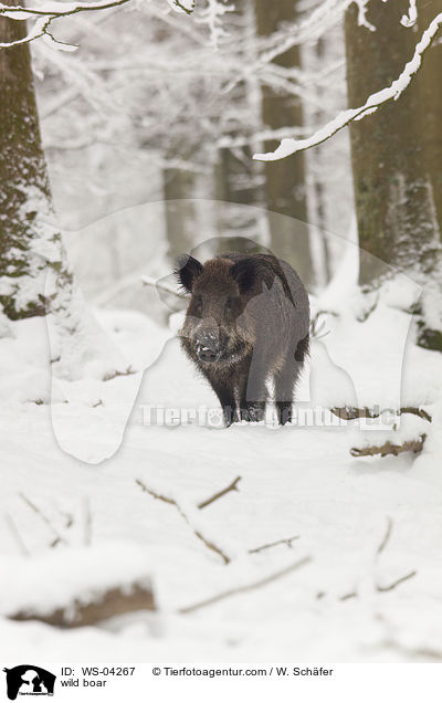Wildschwein / wild boar / WS-04267