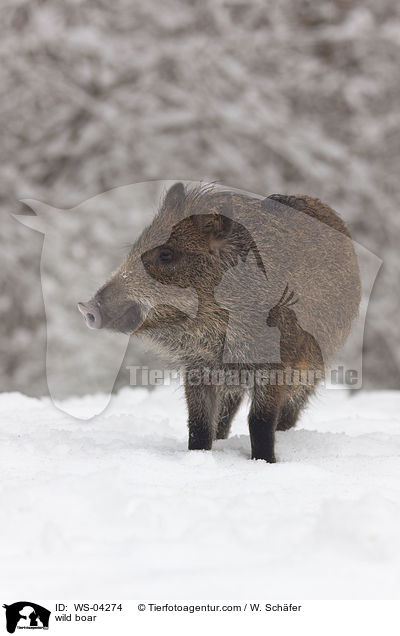 Wildschwein / wild boar / WS-04274