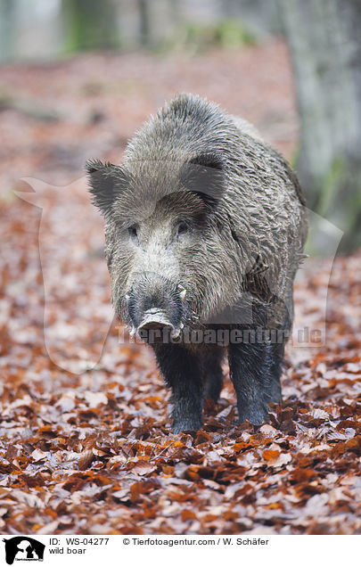 Wildschwein / wild boar / WS-04277